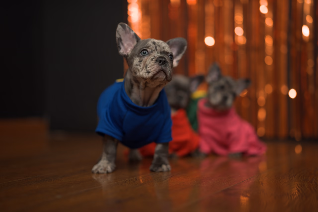 Cachorro con prenda azul mirando hacia arriba, con otros perros y luces cálidas desenfocados detrás