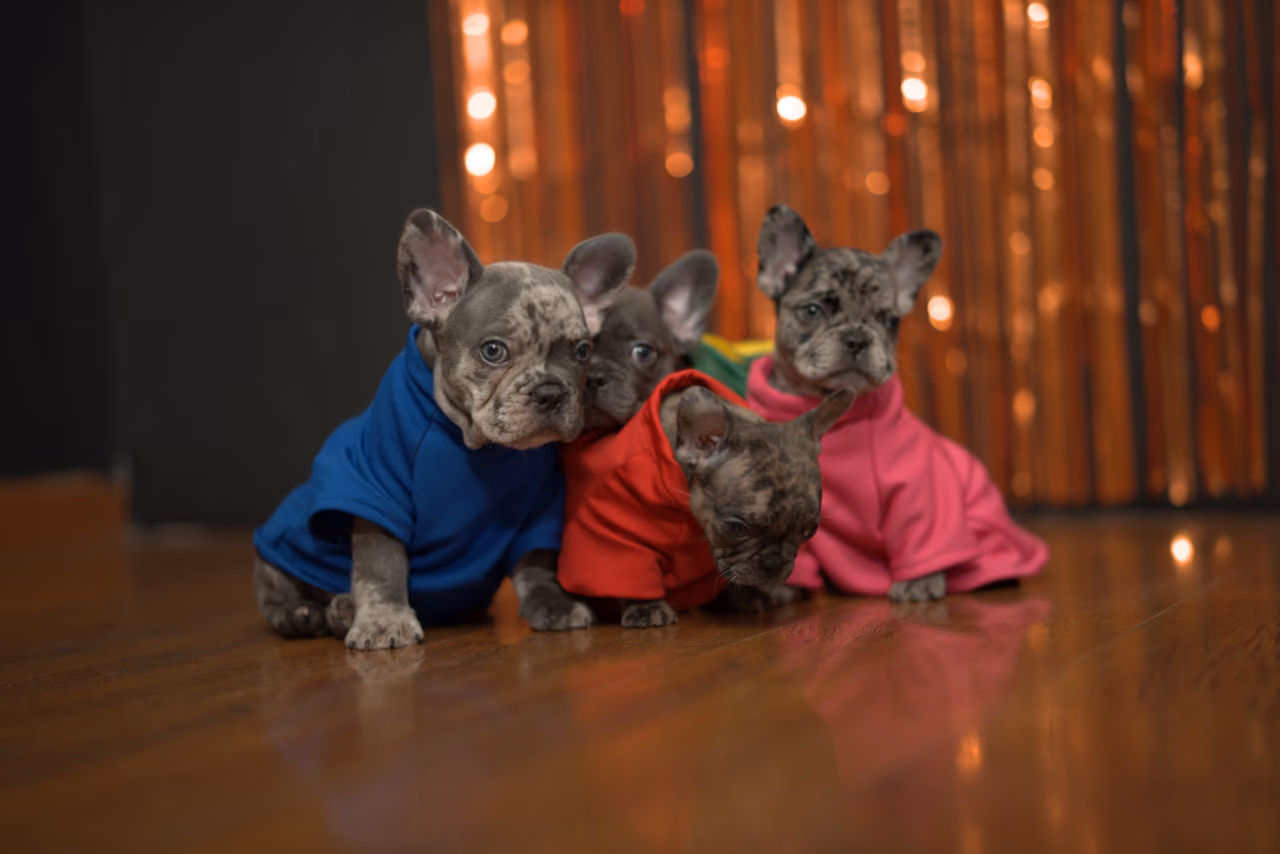 Cuatro perros pequeños con prendas azules, rojas y rosadas sobre un suelo de madera
